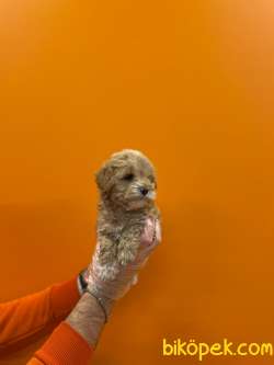 OYUNCAK SURAT MALTİPOO YAVRULARIMIZ 4