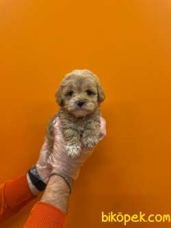 OYUNCAK SURAT MALTİPOO YAVRULARIMIZ 1