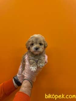 OYUNCAK SURAT MALTİPOO YAVRULARIMIZ 2