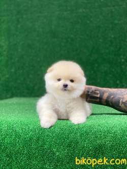 Oyuncak Surat Pomeranian Boo Yavrumuz 4