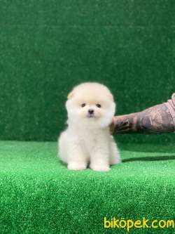 Oyuncak Surat Pomeranian Boo Yavrumuz 3