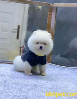 Oyuncak Surat Pomeranian Boo Yavrumuz