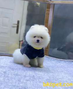 Oyuncak Surat Pomeranian Boo Yavrumuz 4