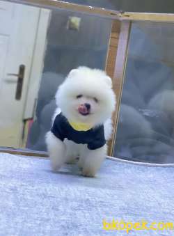 Oyuncak Surat Pomeranian Boo Yavrumuz 2