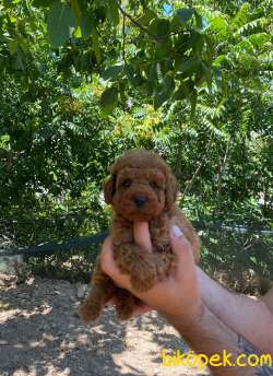 Oyuncak Surat Toy Poodle Yavrumuz