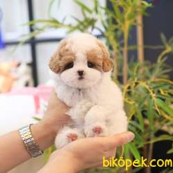 OYUNCAK SURATLI MALTIPOO BEBEKLERIM 2