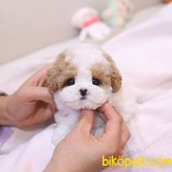 OYUNCAK SURATLI MALTIPOO BEBEKLERIM 4