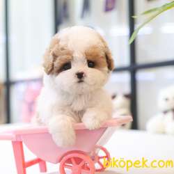 OYUNCAK SURATLI MALTIPOO BEBEKLERIM 1