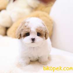OYUNCAK SURATLI MALTIPOO BEBEKLERIM 3