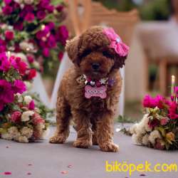 Oyuncak Toy Poodle Bebekler