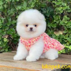 Oyuncak Yüzlü  Pomeranian Boo Yavrular 3