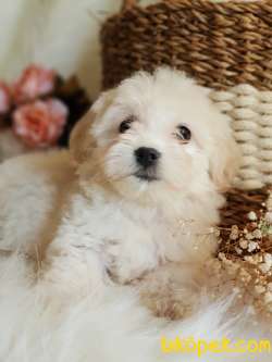 Oyuncu Afacan Maltipoo Dişi Yavrumuz 3