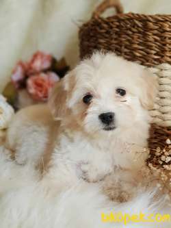 Oyuncu Afacan Maltipoo Dişi Yavrumuz 2