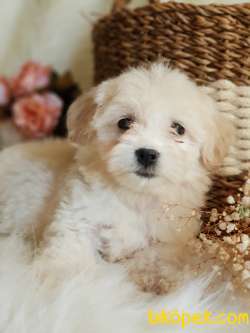 Oyuncu Afacan Maltipoo Dişi Yavrumuz 1