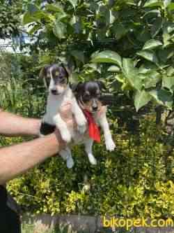 Oyuncu Irk Jack Russel 3