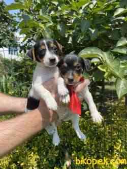 Oyuncu Irk Jack Russel 1