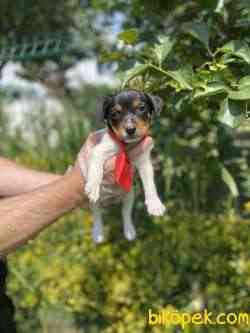 Oyuncu Irk Jack Russel 2
