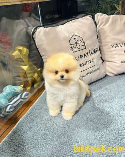 Oyuncu Karakterli Pomeranian Boo Yavrularımız 2