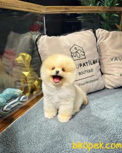 Oyuncu Karakterli Pomeranian Boo Yavrularımız 4