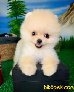 Oyuncu Pomeranian Boo Beyaz Oğlumuz Yorki / Yavrupatiler 2