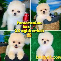 Oyuncu Pomeranian Boo Beyaz Oğlumuz Yorki / Yavrupatiler 1