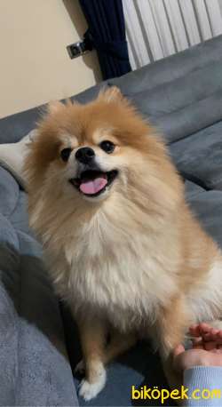 Oyuncu Pomernian 3