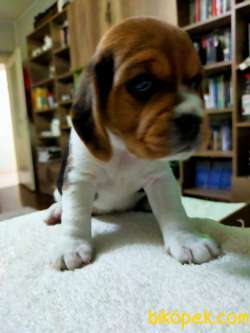 Oyuncu Sevimli Beagle Yavrularımız 4