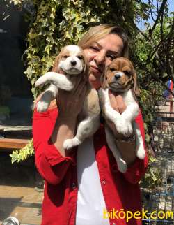 Oyuncu Sevimli Beagle Yavrularımız 5