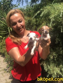 Oyuncu Sevimli Jack Russel Terrier Yavrularımız 4