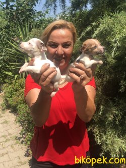 Oyuncu Sevimli Jack Russel Terrier Yavrularımız 2
