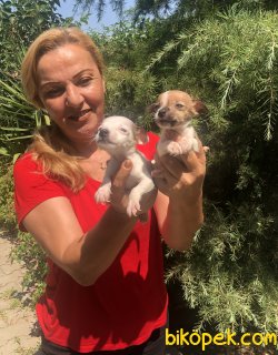 Oyuncu Sevimli Jack Russel Terrier Yavrularımız 1
