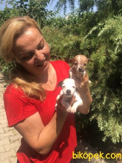 Oyuncu Sevimli Jack Russel Terrier Yavrularımız 3