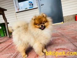 Oyuncu Tea Cup Pomeranian 1,5 Kg Nadir Renk 2