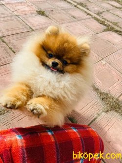 Oyuncu Tea Cup Pomeranian 1,5 Kg Nadir Renk 1