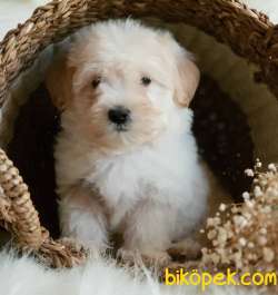 Oyuncu Tüy Yumağı Erkek Maltipoo Yavrumuz 1