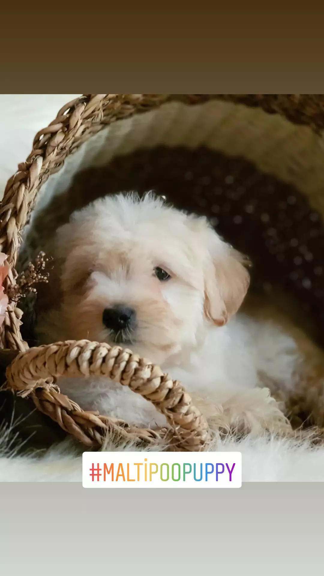 Oyuncu Tüy Yumağı Erkek Maltipoo Yavrumuz 2