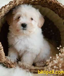 Oyuncu Tüy Yumağı Erkek Maltipoo Yavrumuz 3