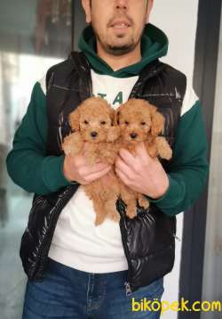 Oyuncu Ve Akıllı Poodle Yavruları