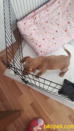 Oyuncu Ve Çok Akıllı 4