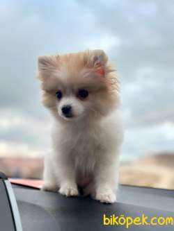 Oyuncu Ve Eğitimli Pomeranian Köpeğim Yeni Yuvasını Arıyor 3