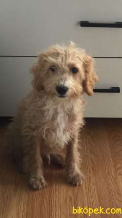 Oyuncu Yakışıklı Maltipoo 1