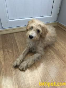 Oyuncu Yakışıklı Maltipoo 3