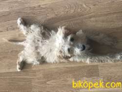 Oyuncu Yakışıklı Maltipoo 2