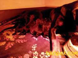 Öz Dobermann Kennel - Sağlıklı Kaliteli Dobermann Yavruları 5