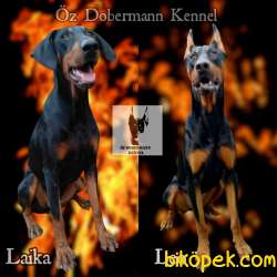 Öz Dobermann Kennel - Sağlıklı Kaliteli Dobermann Yavruları 1