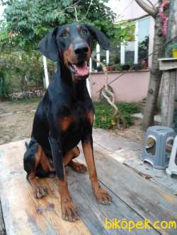 Öz Dobermann Kennel - Sağlıklı Kaliteli Dobermann Yavruları 2