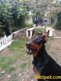 Öz Dobermann Kennel - Sağlıklı Kaliteli Dobermann Yavruları 3