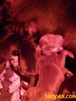 Öz Dobermann Kennel - Sağlıklı Kaliteli Dobermann Yavruları 4