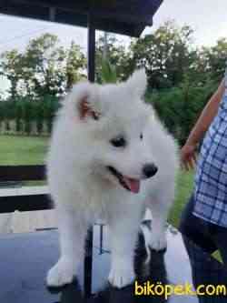 ÖZEL A KALITE SAMOYED YAVRULARI 4
