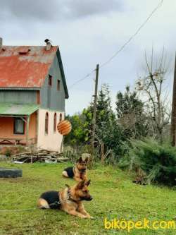 Özel Alman Çoban Köpeğim 3
